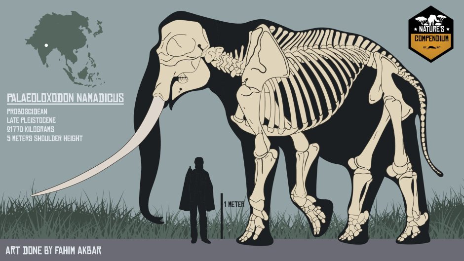 Palaeoloxodon или Лесной слон