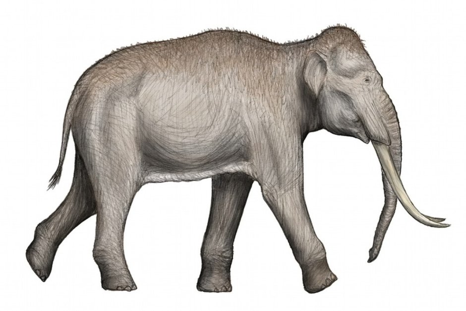 Palaeoloxodon antiquus