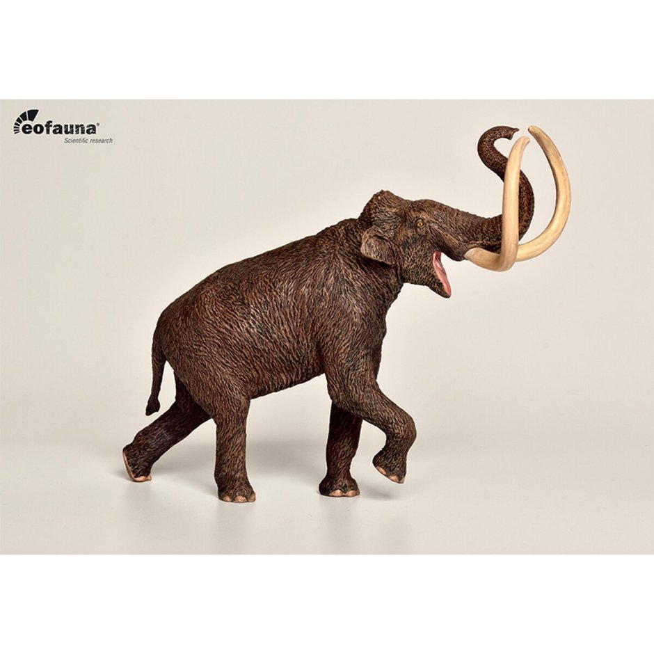 Elephas Falconeri