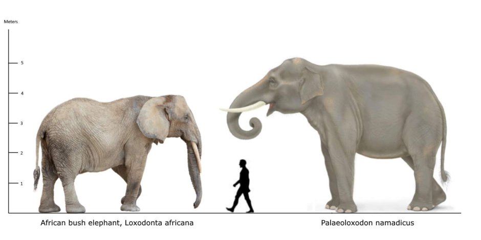Pelorovis antiquus