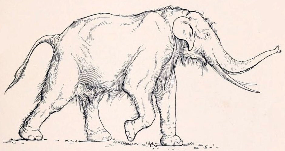 Palaeoloxodon recki