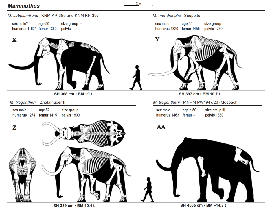Африканский мамонт (Mammuthus subplanifrons Osborn, 1928)
