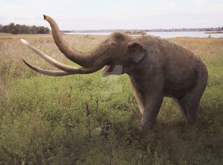Palaeoloxodon naumanni