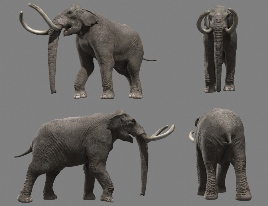 Palaeoloxodon recki
