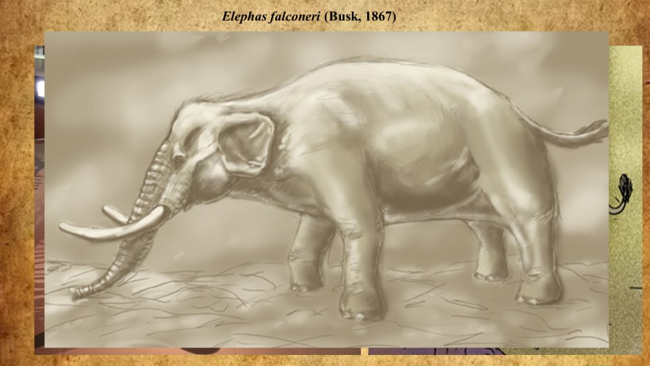 Palaeoloxodon naumanni