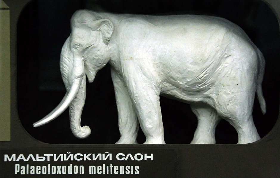 Palaeoloxodon antiquus