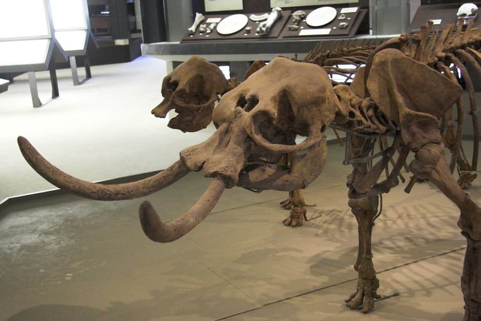 Elephas Falconeri