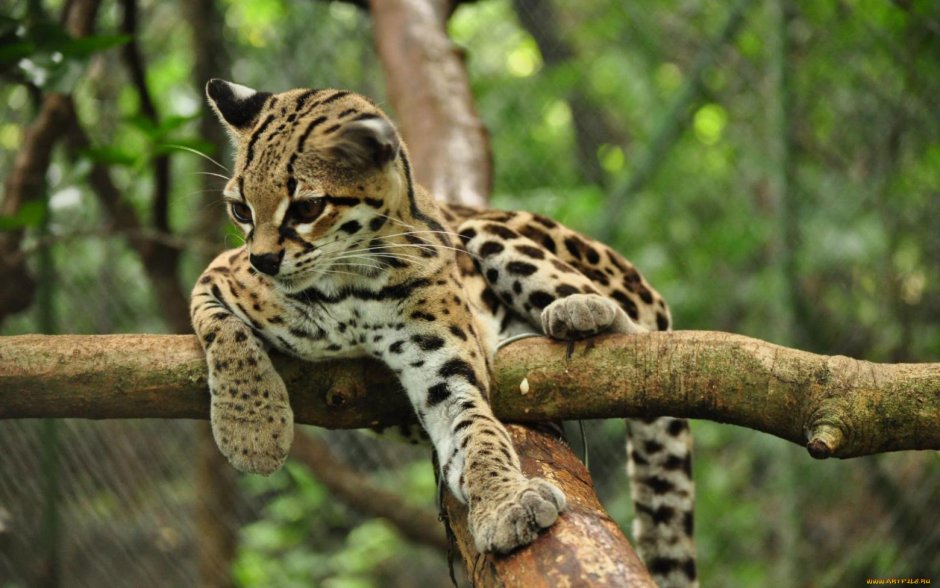 Длиннохвостая кошка Маргай