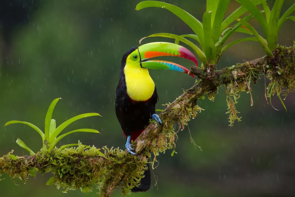 Туканы тропического леса