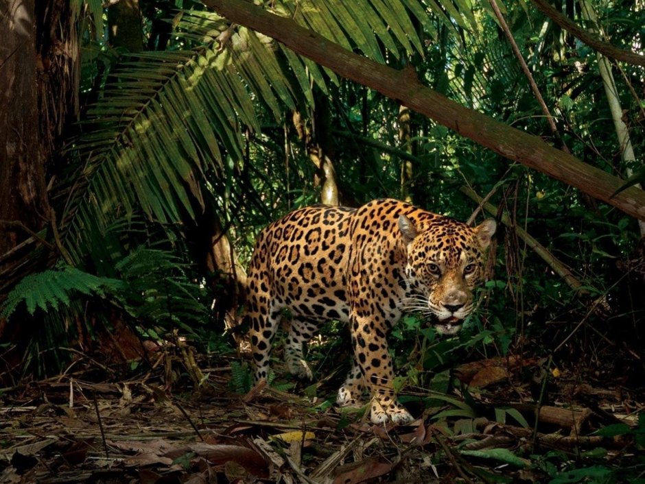 Ягуар тропического леса