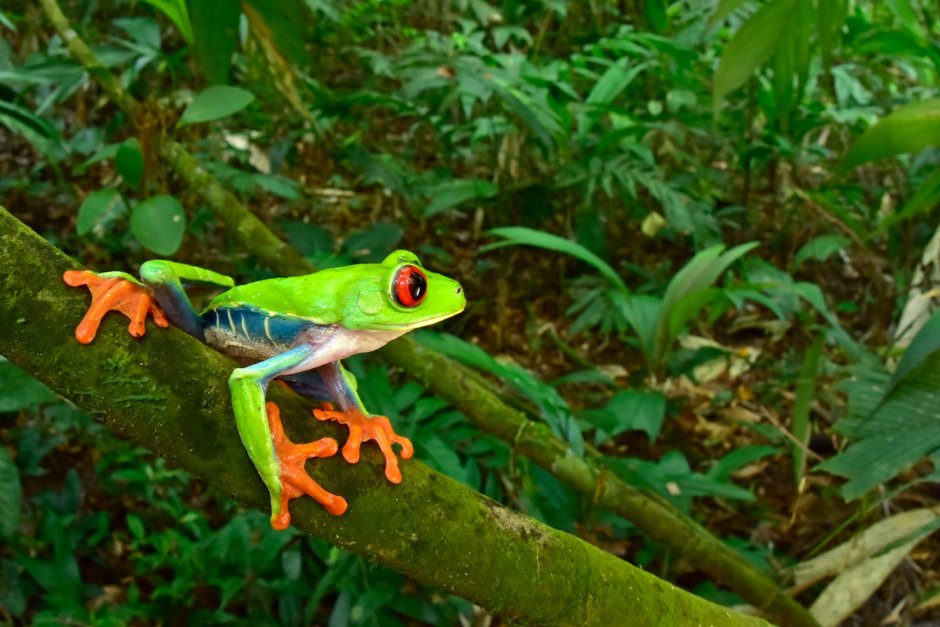 Тропические леса амазонки фауна