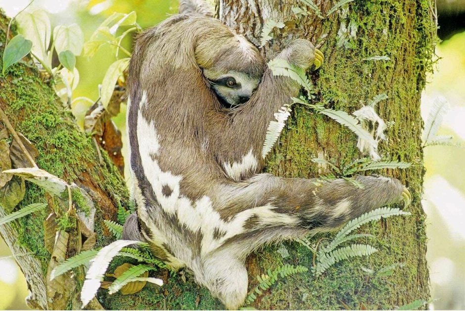 Сельва Южной Америки звери