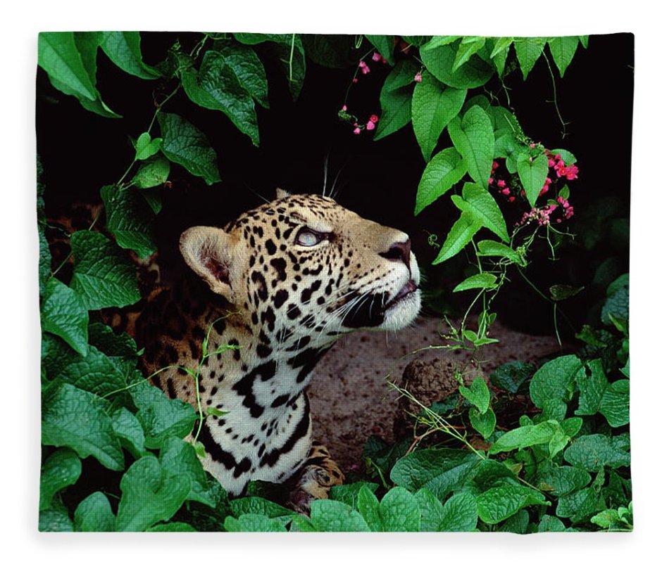 Животные тропических лесов Ягуар