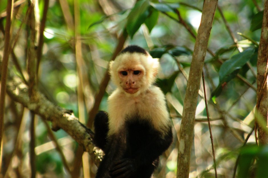 Звери в тропическом лесу