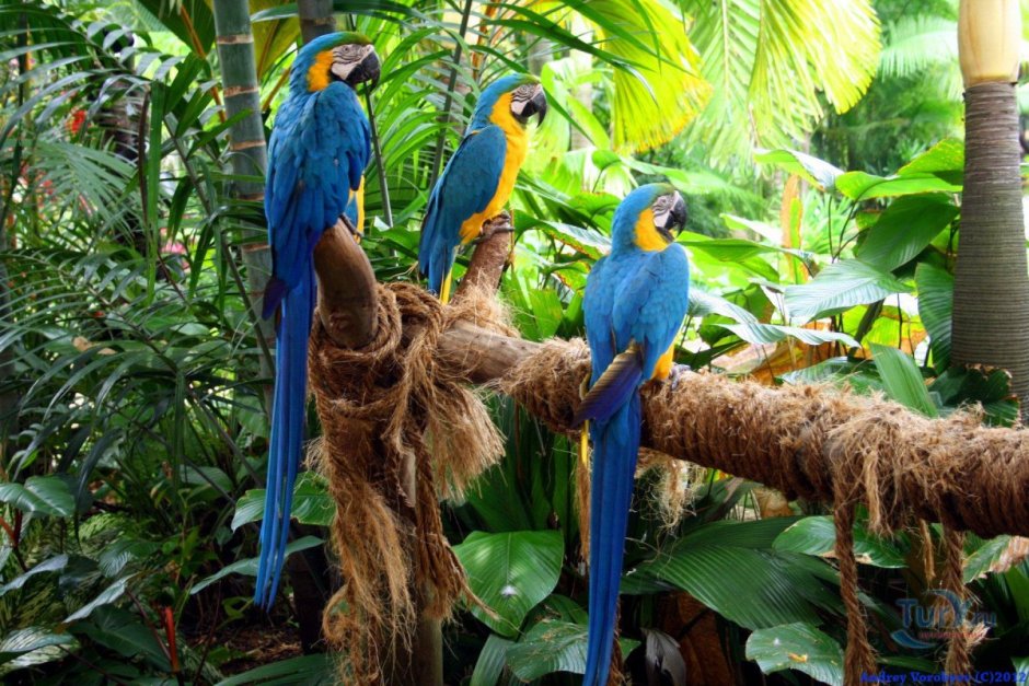Лоро парк птицы волнистые попугаи