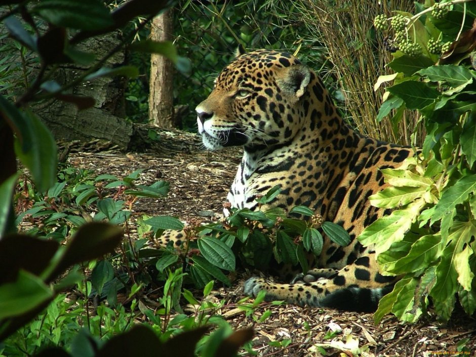 Леопарды в субтропиках