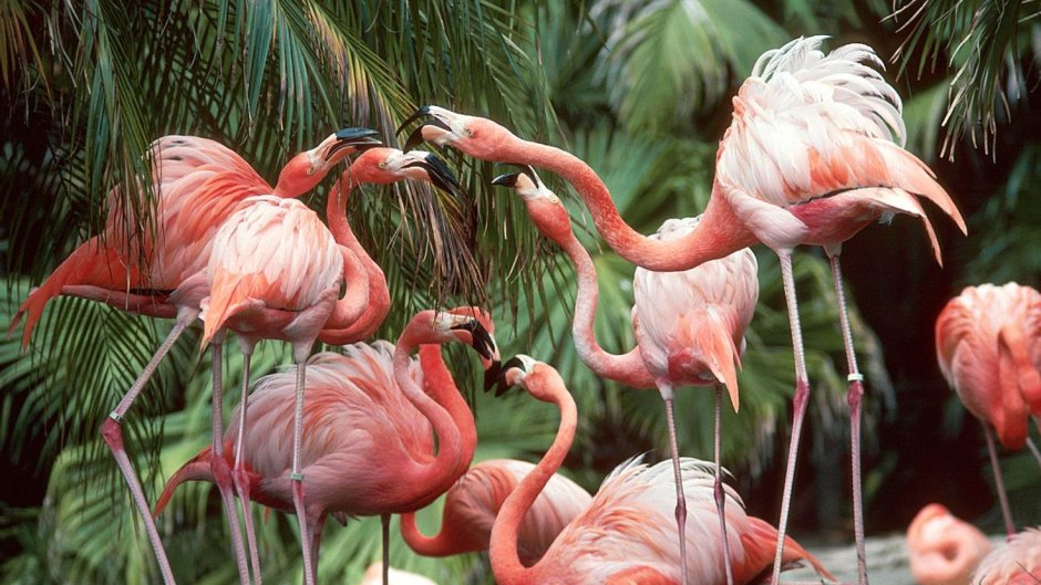 Животные в тропиках