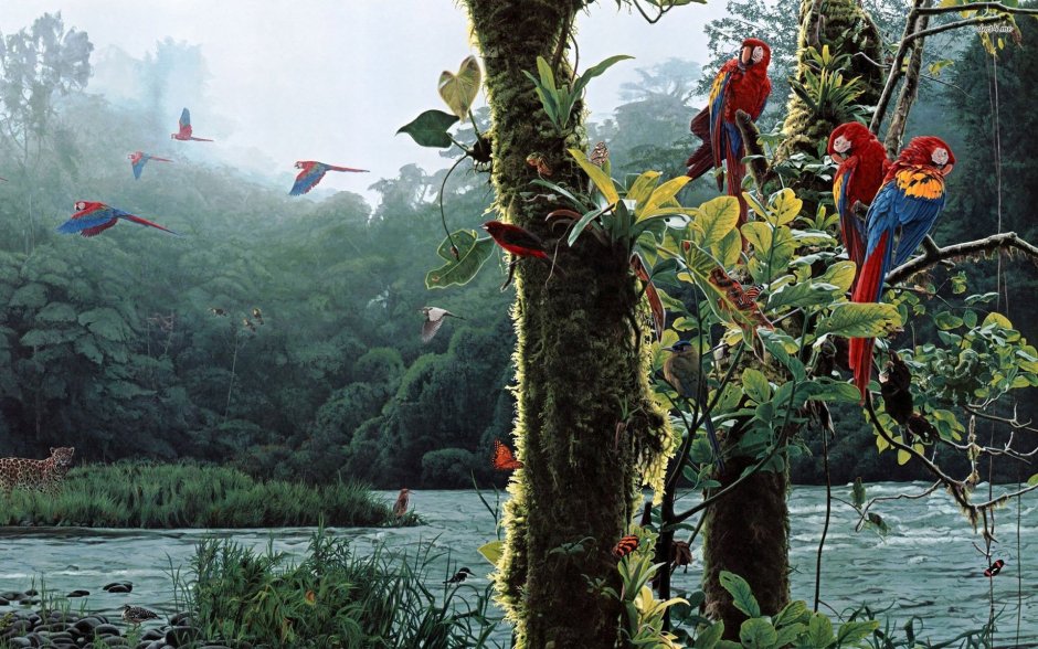 Попугаи в Индии джунгли