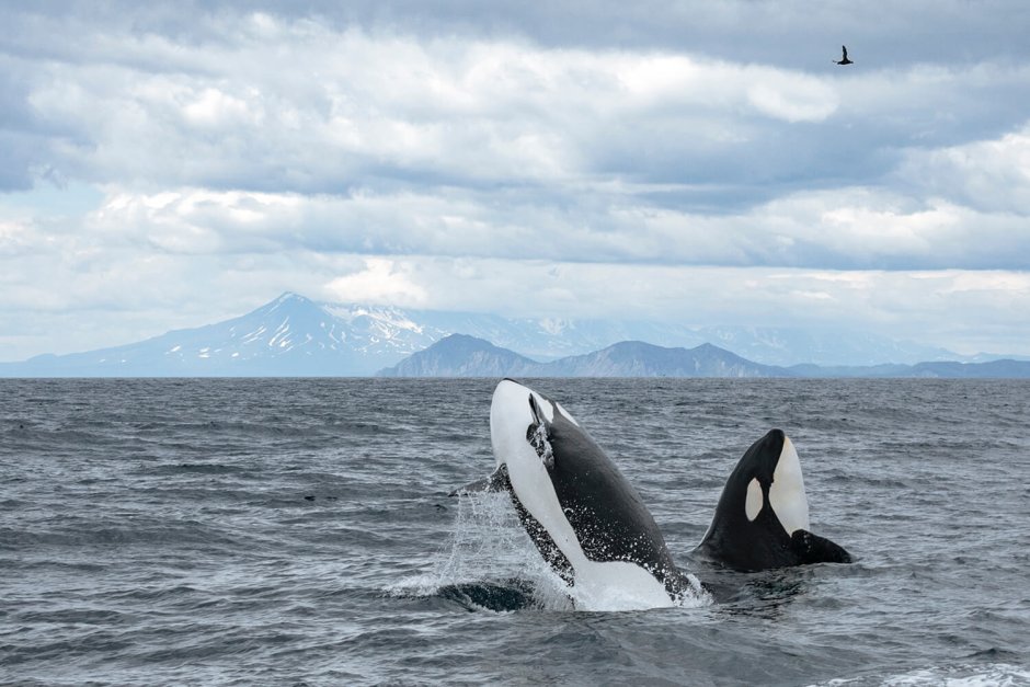 Orcinus Orca коса́тка Orca Killer Whale