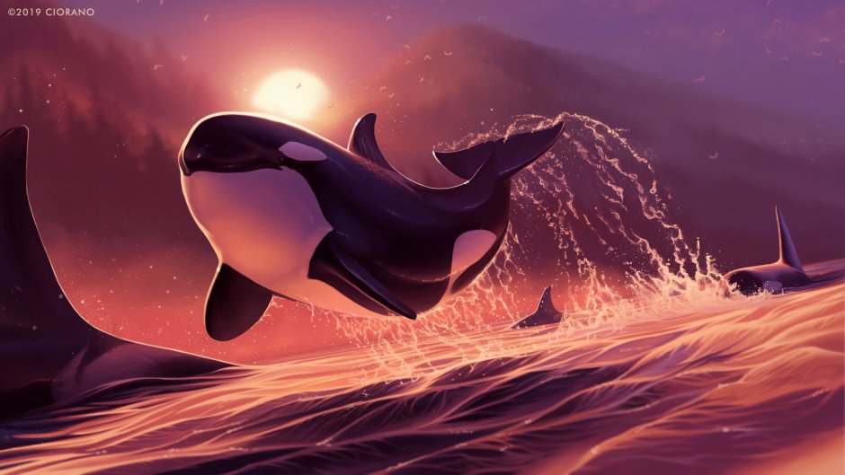 Killer Whale SEAWORLD
