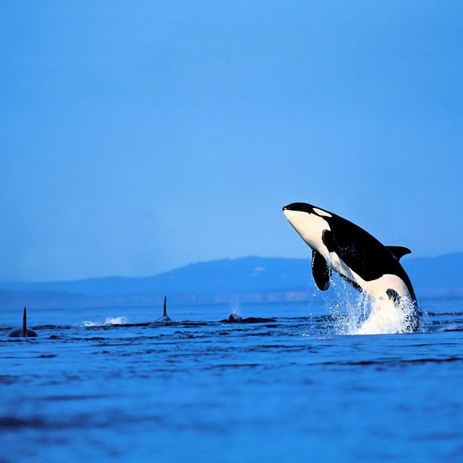 Косатка - Orcinus Orca (Дальневосточная Плотоядная популяция)