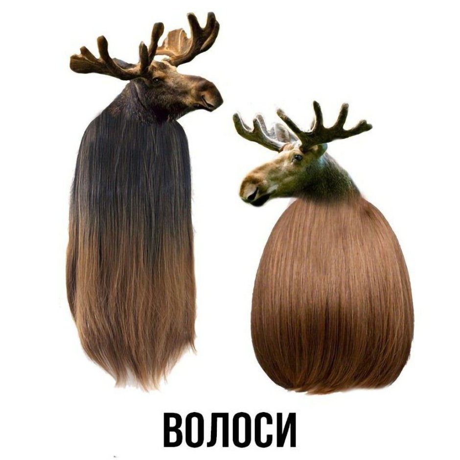 Ильменский заповедник Лось