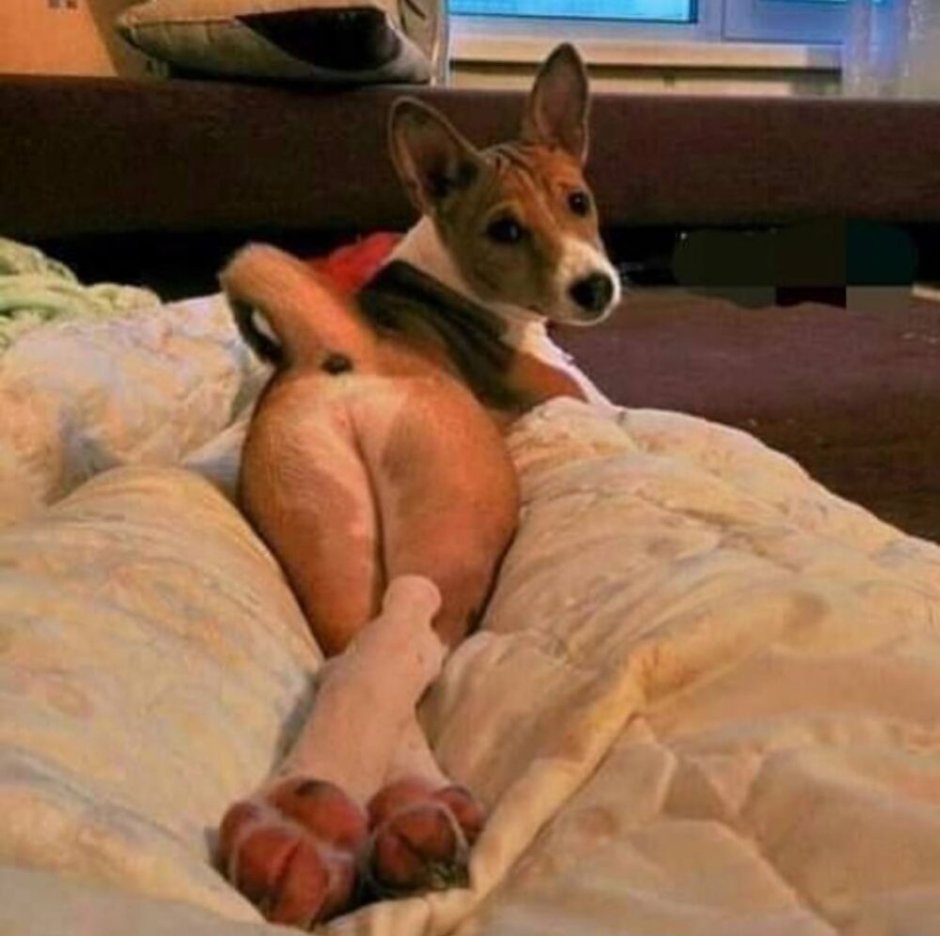 Собака смешно лежит