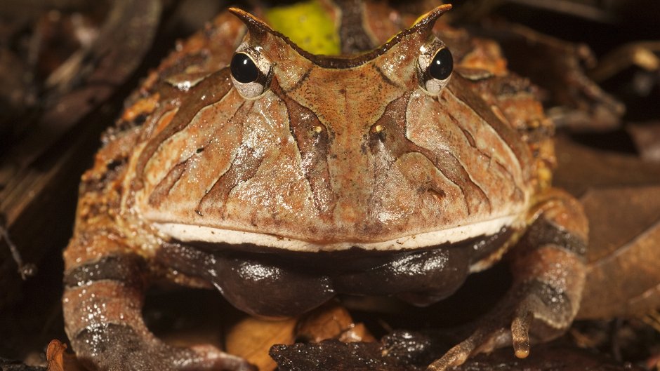 Рогатка ceratophrys Ornata
