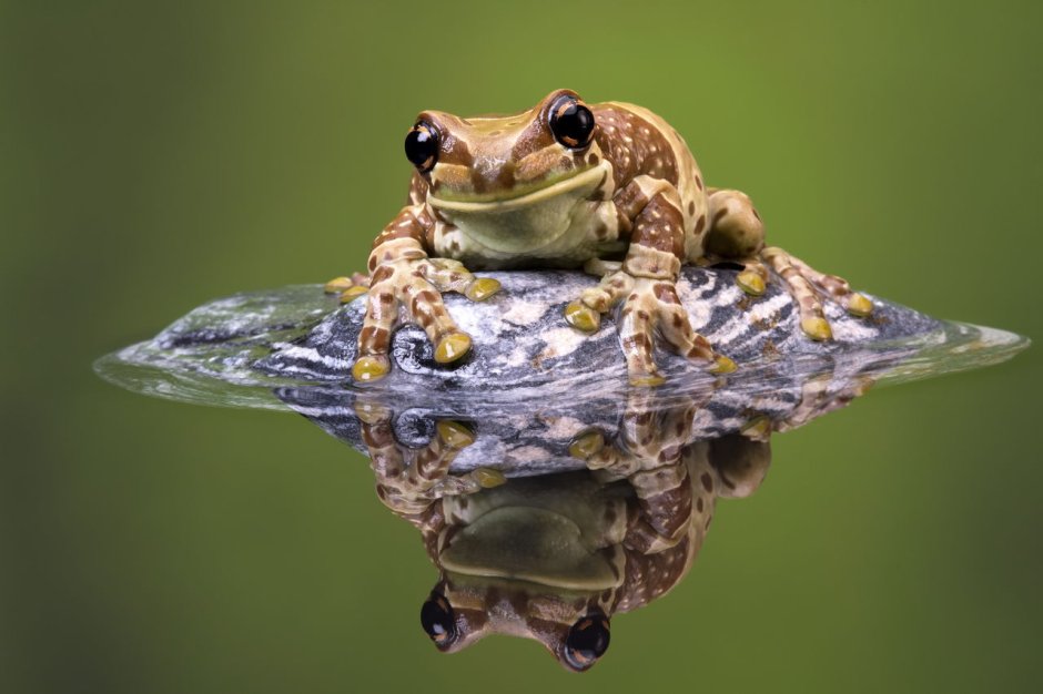 Амазонская молочная лягушка Trachycephalus resinifictrix