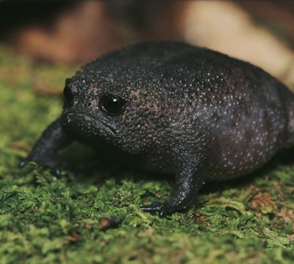 Черная дождевая лягушка breviceps fuscus