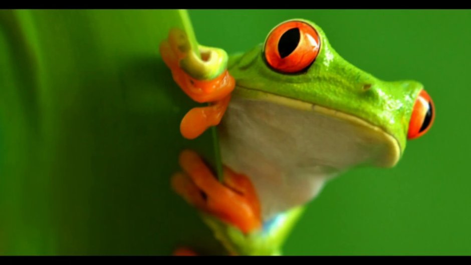 Frog Rainforest