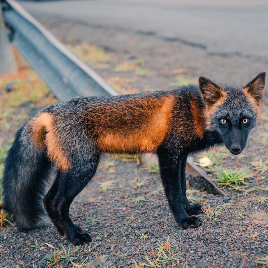 Лиса 🦊 в галерею