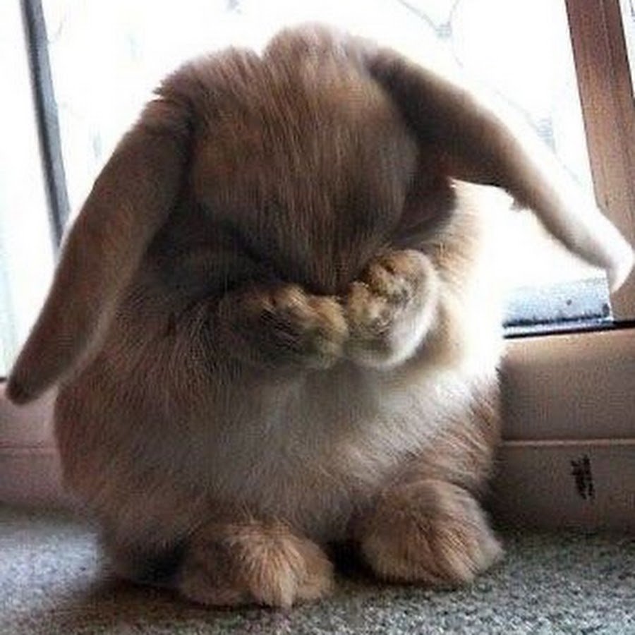 Зайчик обиделся