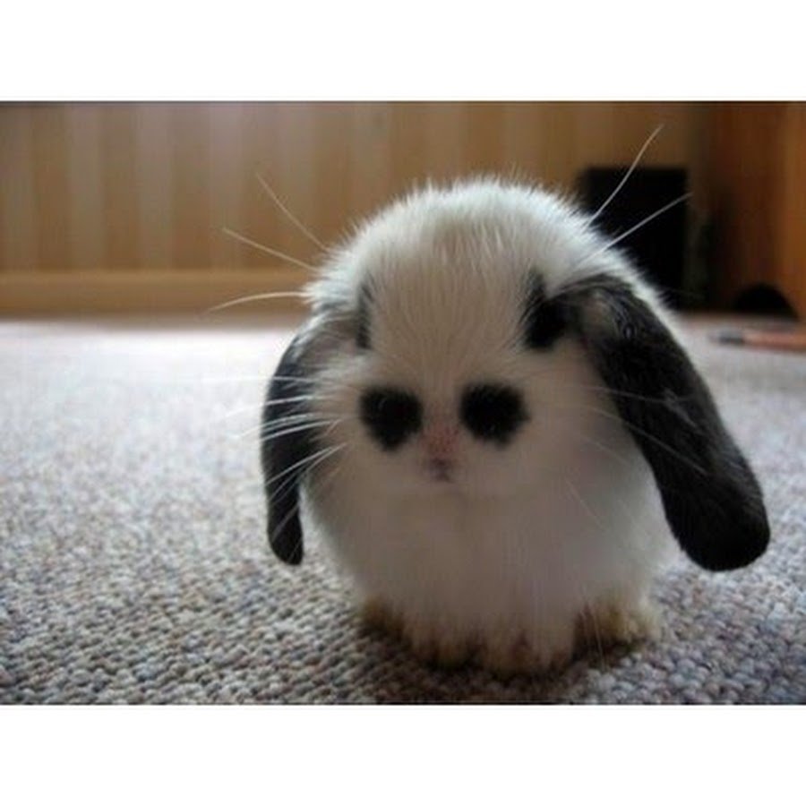 Прости меня Зайка