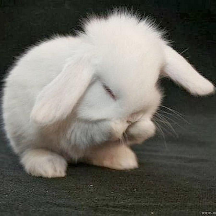 Грустный кролик