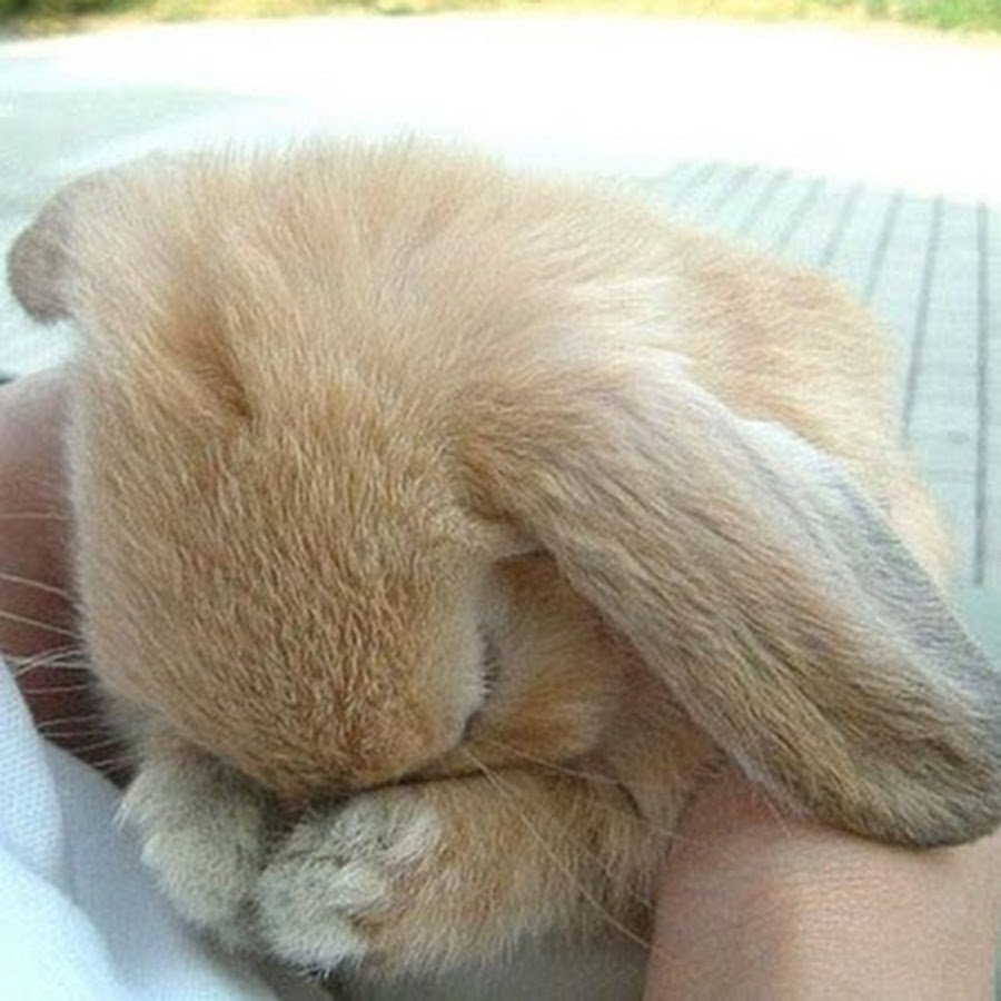 Зайка плачет