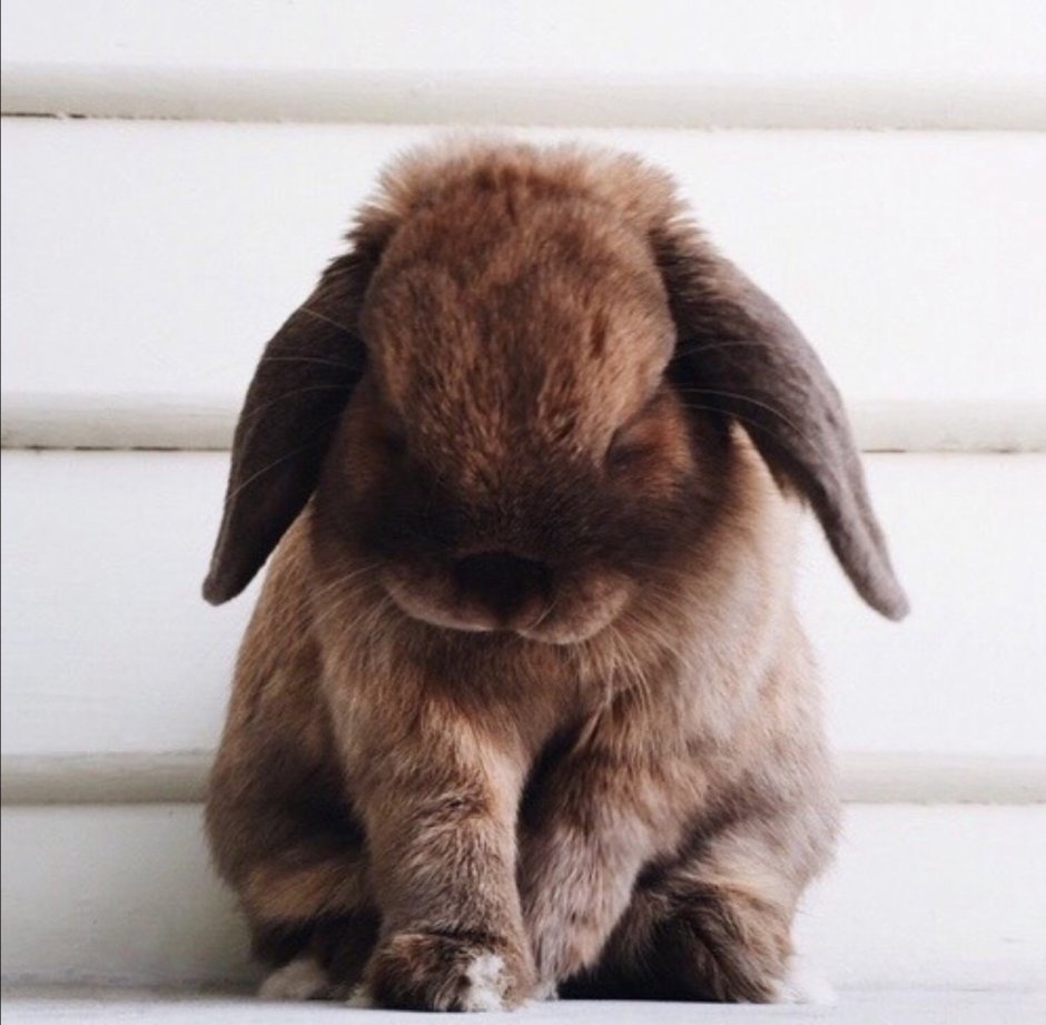 Грустный кролик