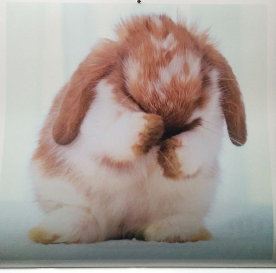 Обиженный кролик