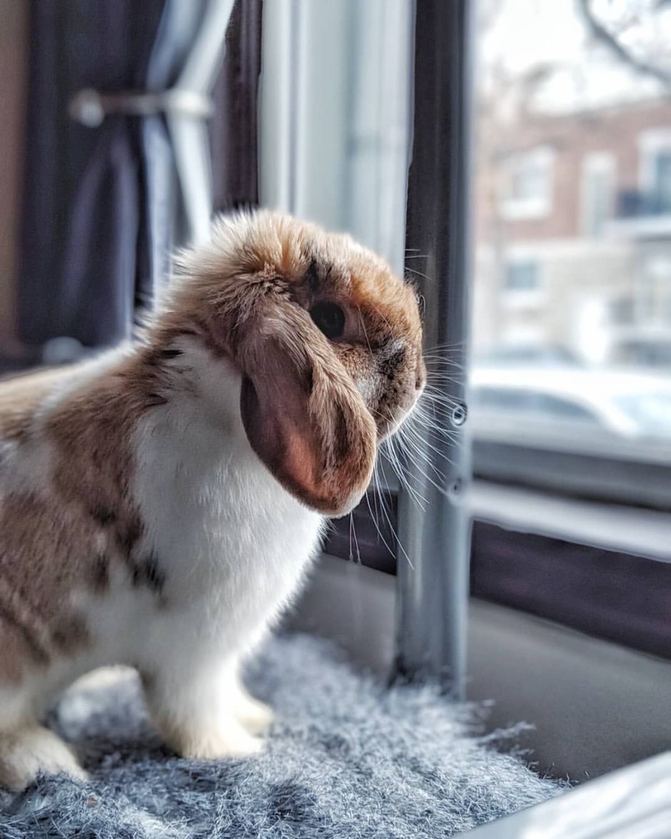 Кролик плачет