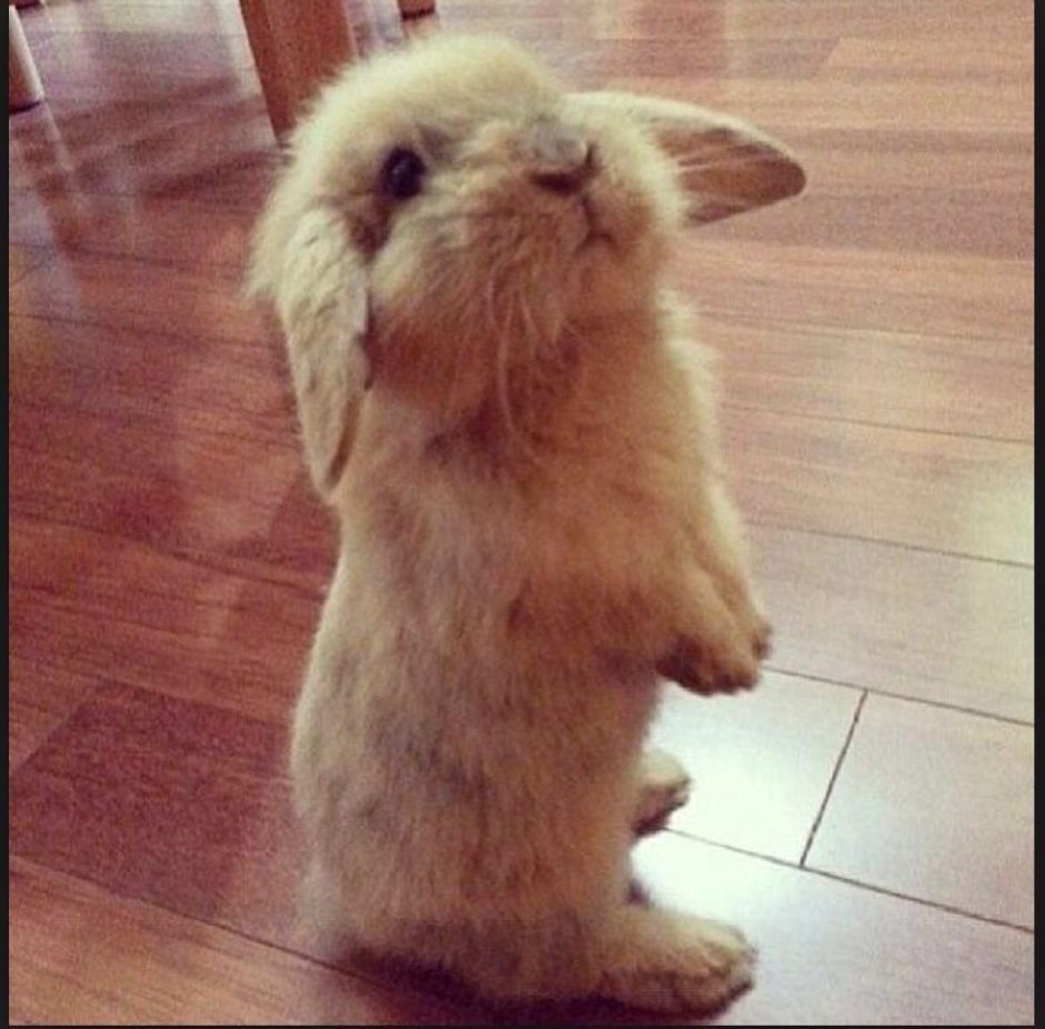 Обиженный кролик