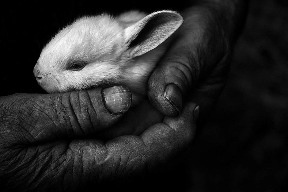 Грустный кролик