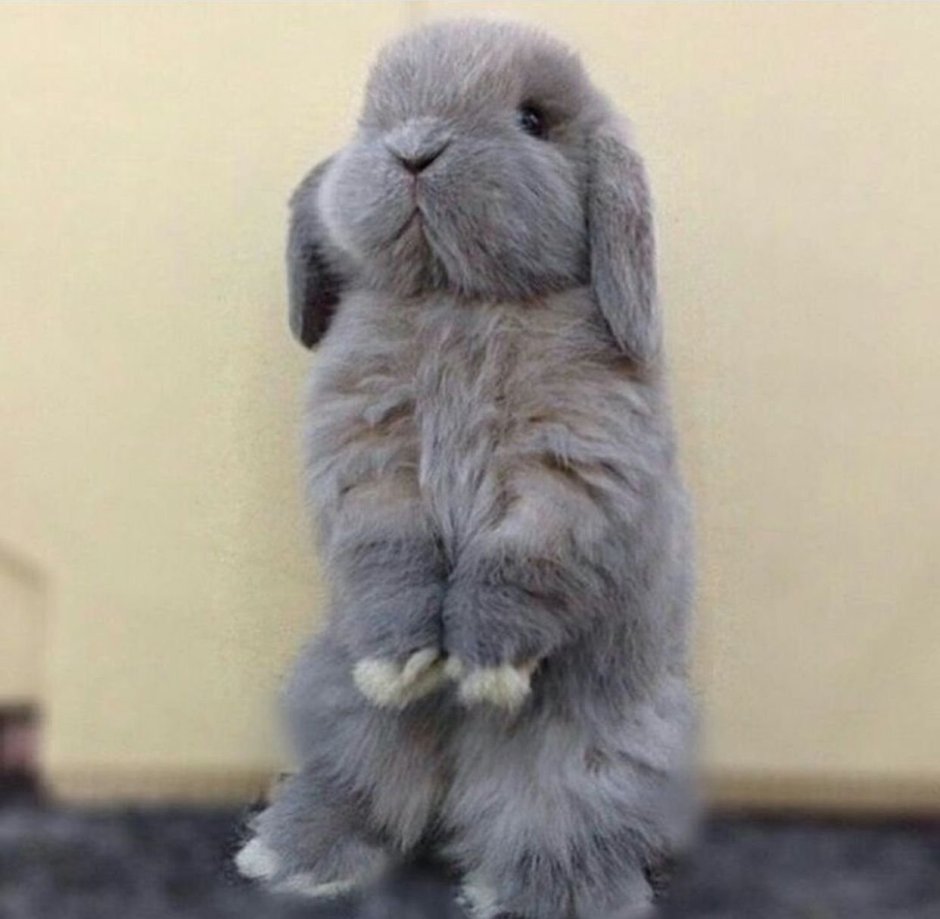 Грустный зайчик