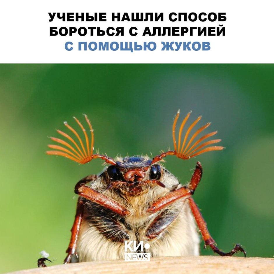 Жук веероус
