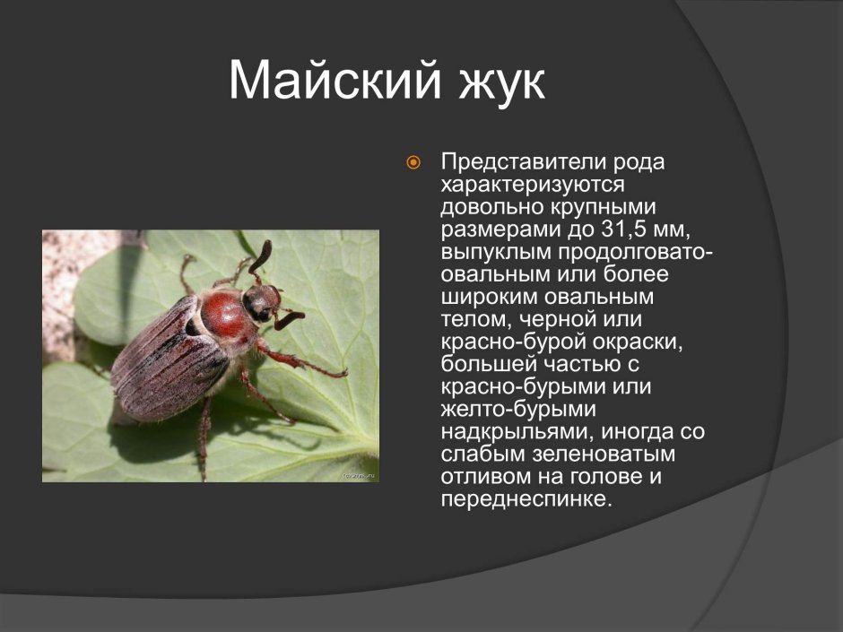 Рассказ о насекомых