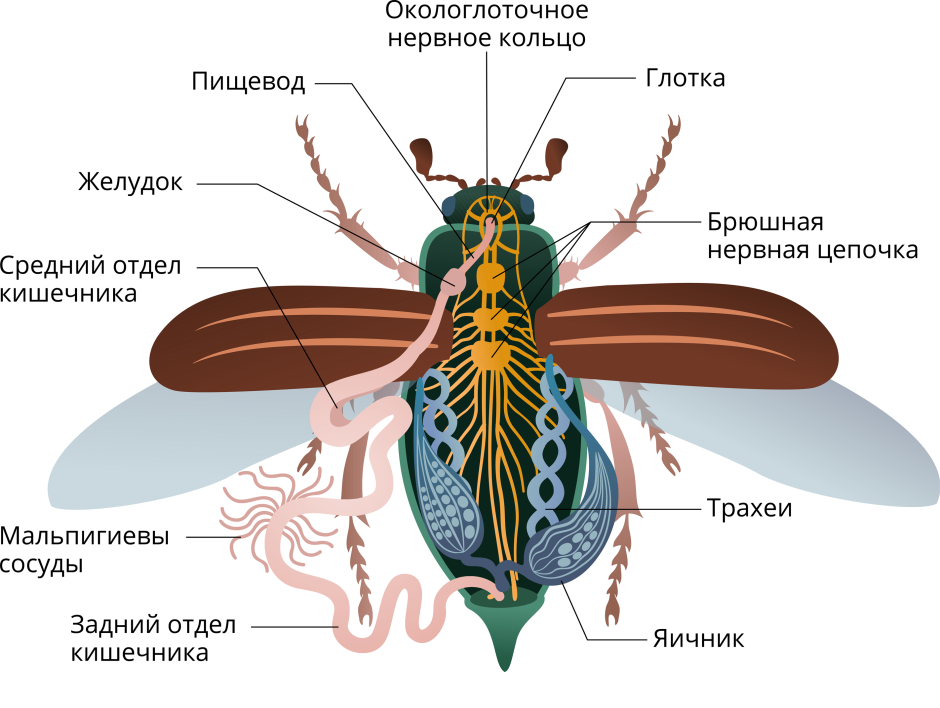 Жук олень строение тела
