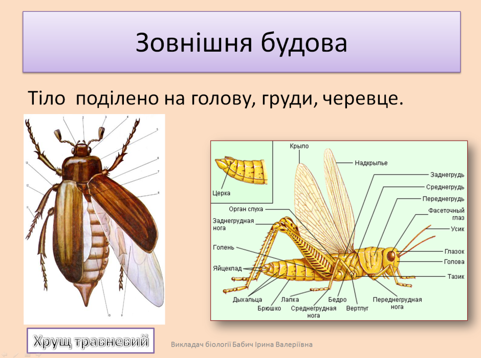 Майский Жук жвала