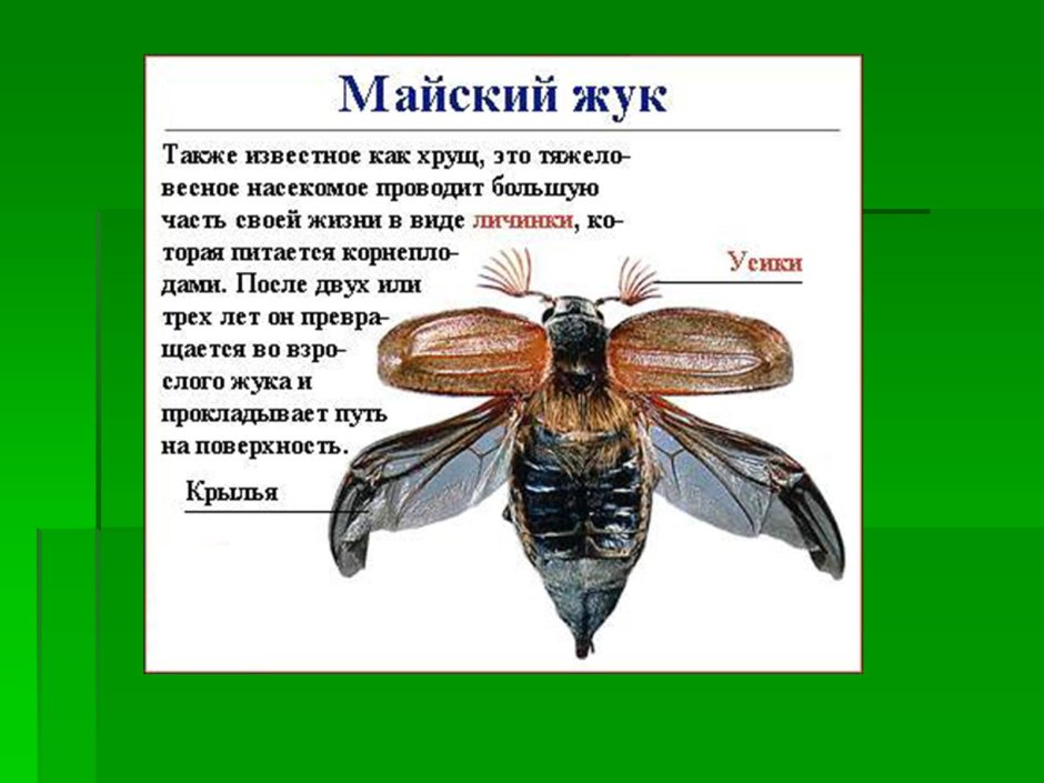 Лабораторная работа изучение строения насекомых
