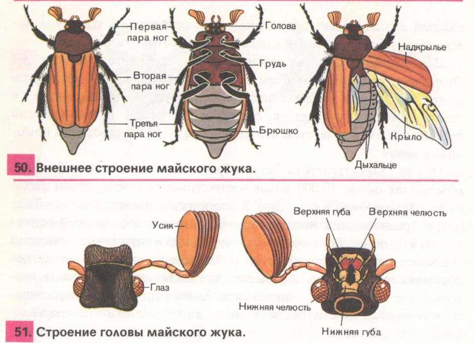 Представители класса насекомые