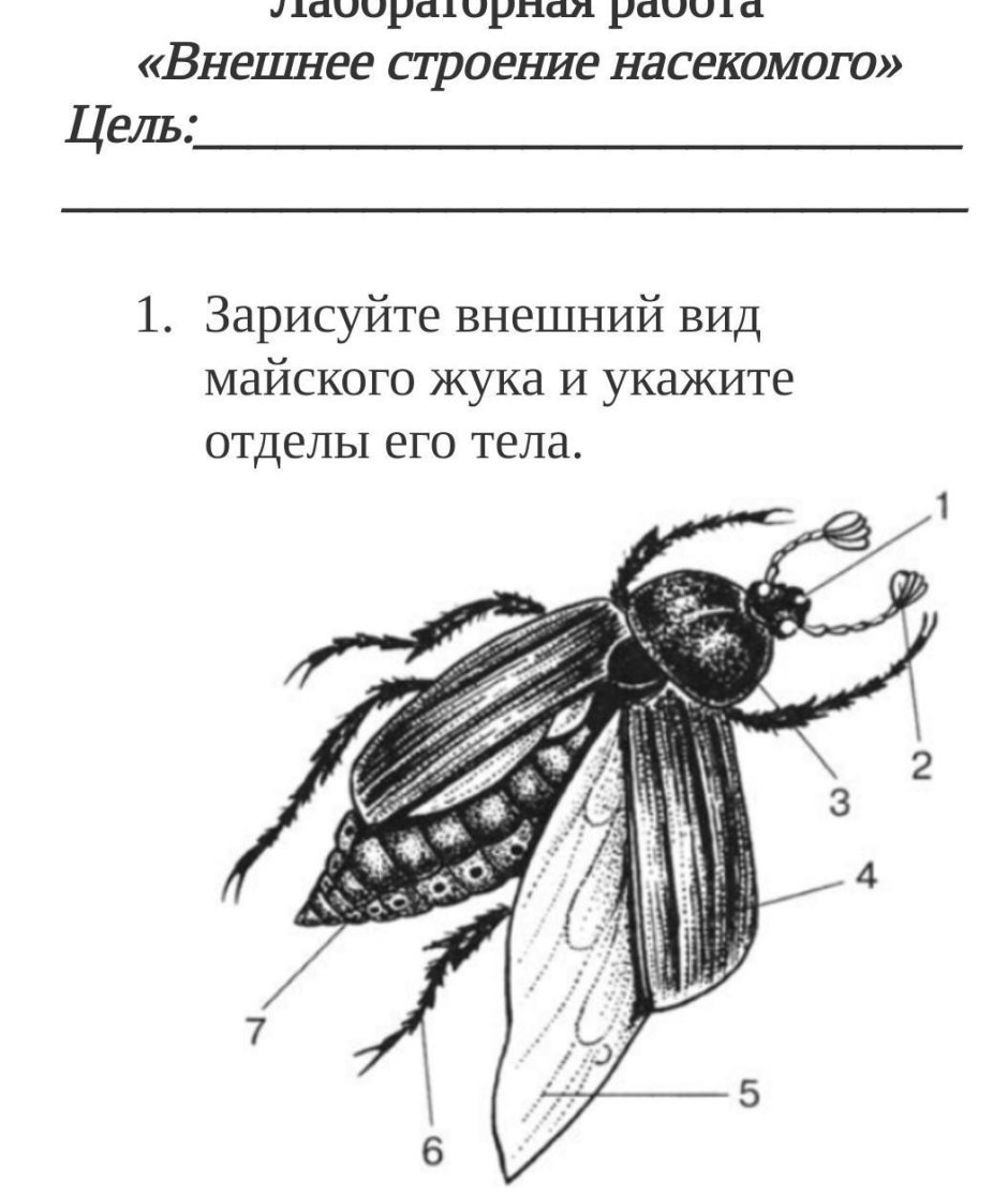 Строение усиков у Жуков