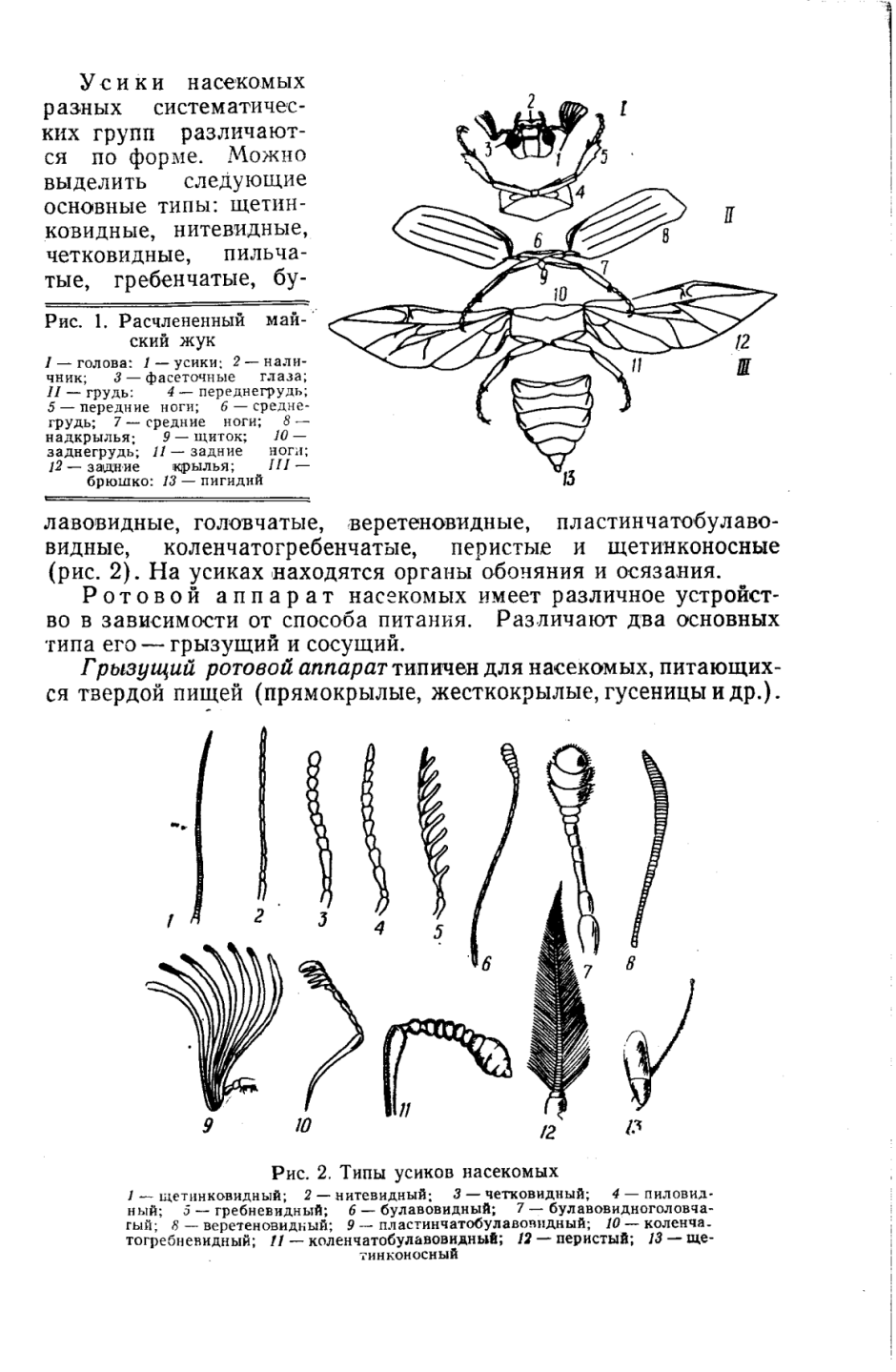 Морды насекомых под микроскопом